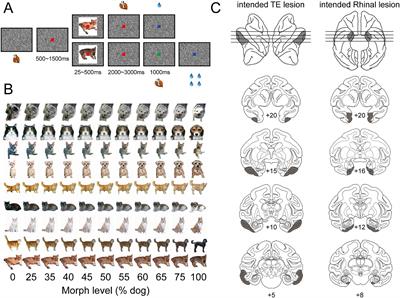 Dissociation between area TE and rhinal cortex in accuracy vs. speed of visual categorization in rhesus monkeys